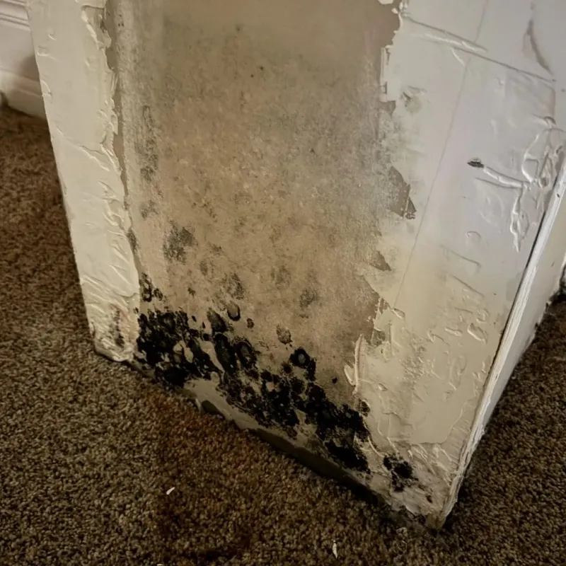 Professional Mold Removal in West Point, UT